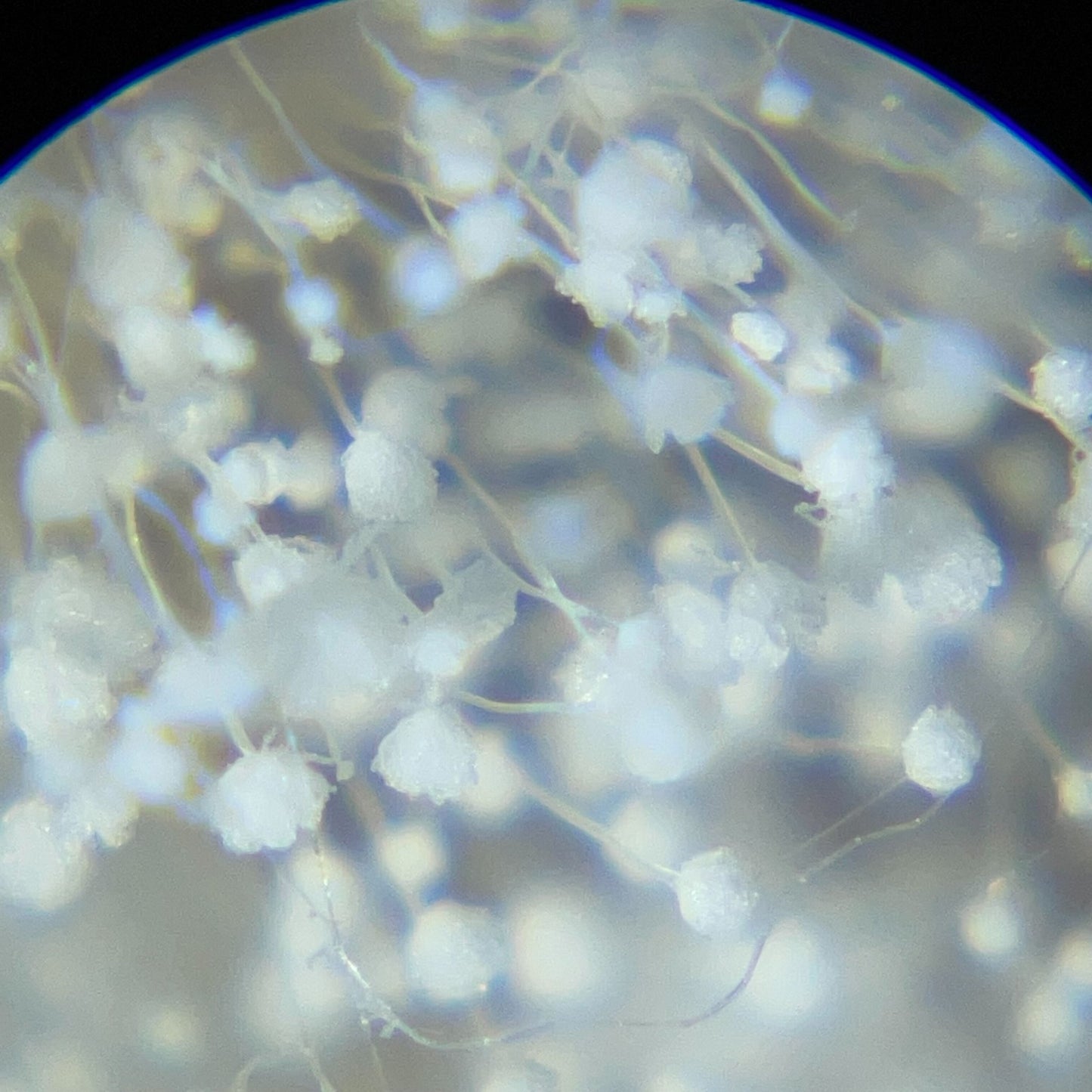 【5月限定】簡易顕微鏡 - 発酵デパートメント